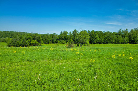 草地上的草地和平线上的森林春天风景图片