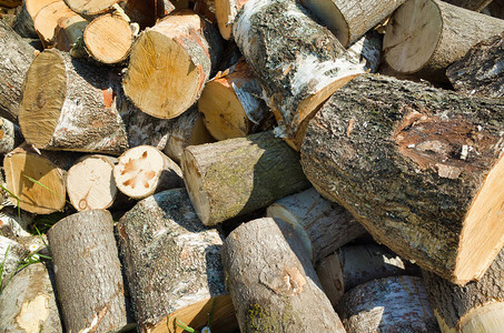 为冬季伐木一堆柴火的树桩图片
