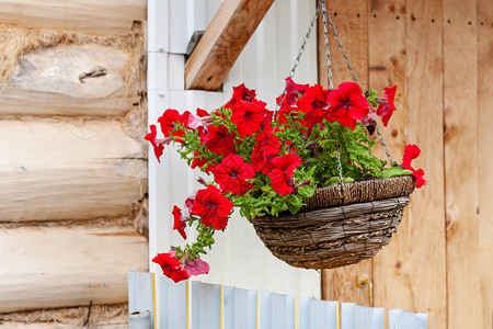 一盆红色的Petunia花在木屋的背景之下举重图片