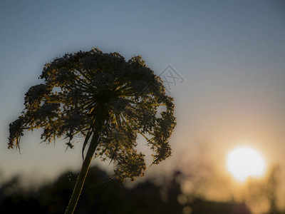 黄昏时洋葱花的影子图片