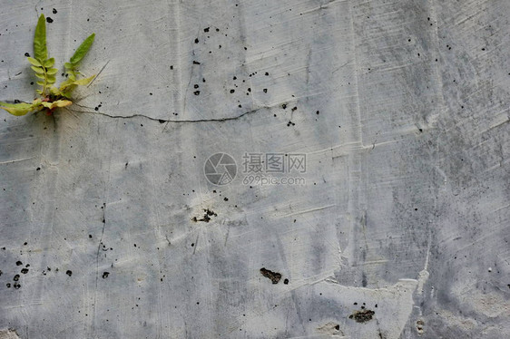 开裂和长满苔藓的旧水泥墙上植物生长的特写镜头图片