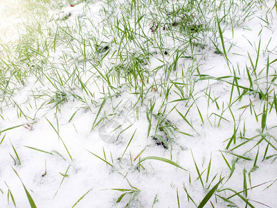 春天积雪覆盖青绿图片