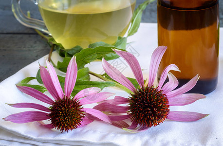 药用植物Echinacea的药用草药茶图片