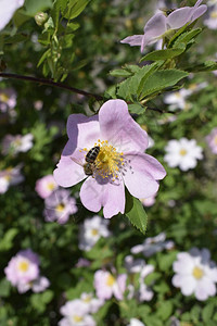 玫瑰果灌木在春天开花柔和色调的精致粉红色玫瑰臀部明亮美丽的花朵药用花冲泡茶用于利尿前列图片