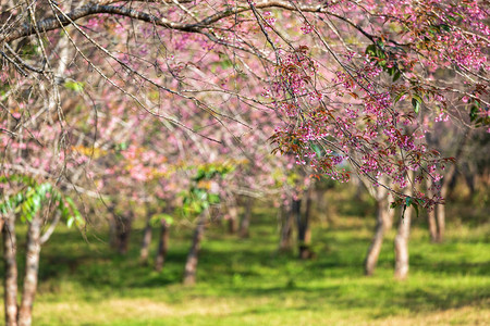 樱桃花Prunuscerasoides或野生喜马拉雅樱桃图片