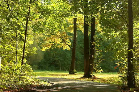 夏季森林绿树夏季景色的风景观图片