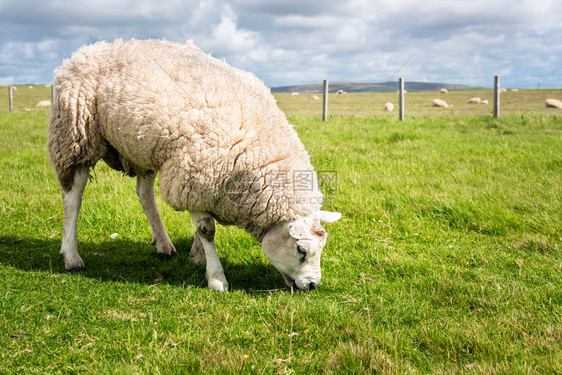 在阳光明媚的春日牧羊图片
