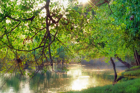 夏日森林在河边夏日阳光明媚的日子里图片