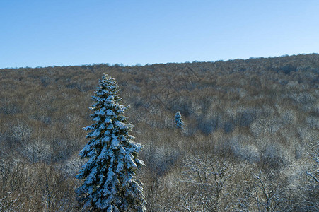 航拍建筑群高大的绿色云杉的树枝上躺着雪背景