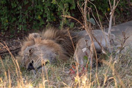 非洲博茨瓦纳Chobe公园草上睡觉的雄狮子图片