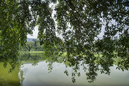 宁静的湖边绿图片
