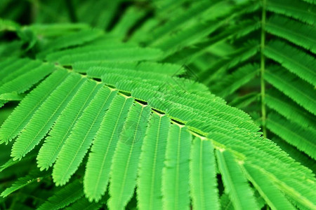 蔬菜和草本植物新鲜金合欢的特写或厨房花园中的攀缘植物原产于南亚和东南亚的灌木图片