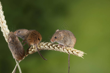 中绿色自然背景的小麦尾巴小鼠背景图片