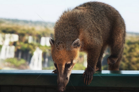 Coati是阿根廷IguazuFalls公园IguazuNationPuertoIguazu发现的许多类似Raccoo图片