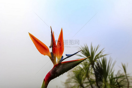 天堂鸟花在一个多雨的秋日图片