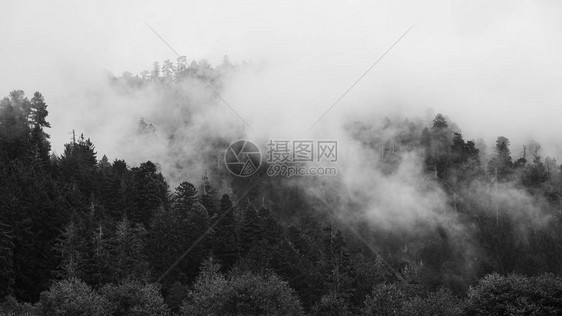 一片红树林的黑白图像美国北加利福尼亚图片