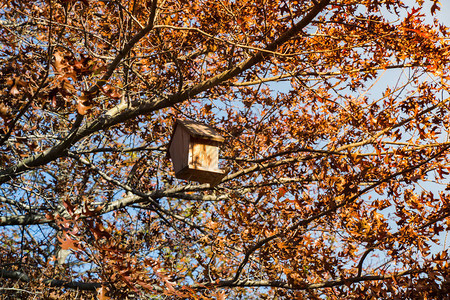 挂在树枝上的木制自鸟舍图片