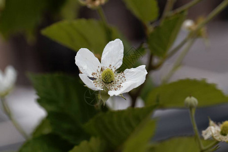 种植黑莓花朵Rubusfruti图片