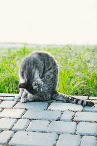 夏天早上可爱的猫在公园里散步泰比洗了澡图片