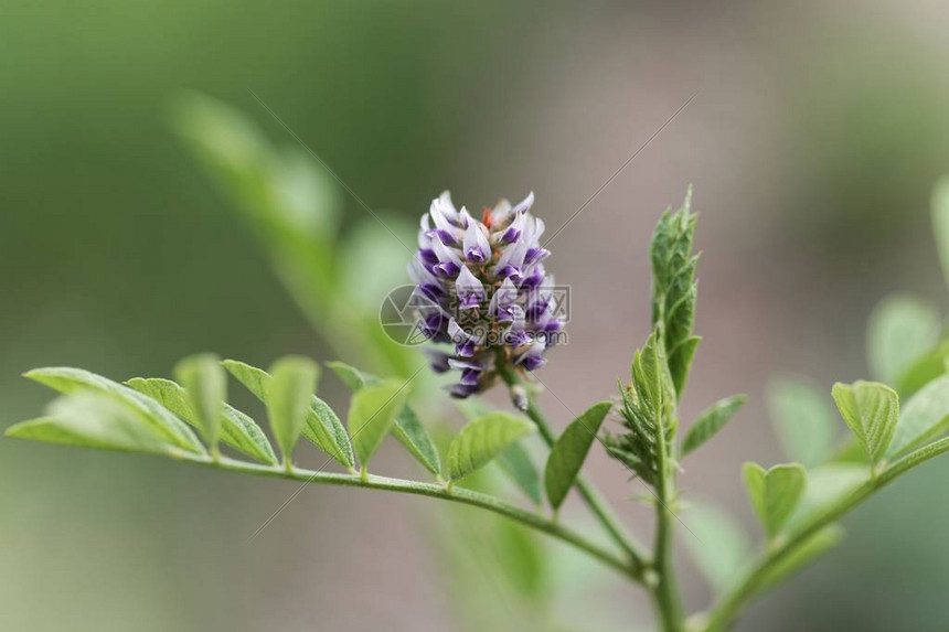 甘油树花Glycyrrhizag高清图片下载正版图片506223256摄图网