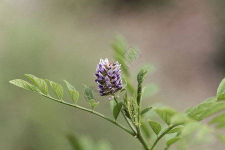 甘油树花Glycyrrhizag图片