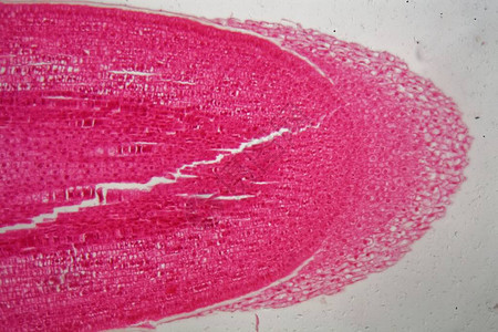 在显微镜下通过玉米厂根部细胞ZeaMays图片