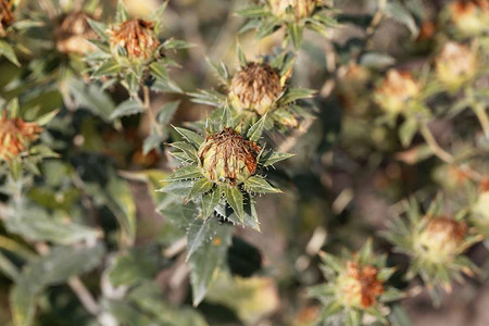 一种植石油的植物即红花迦太母图片