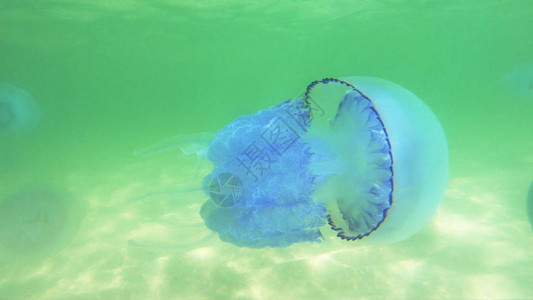 关闭在水下游泳的水母水下自由漂浮的水生动物海图片