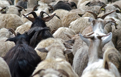绵羊和山羊群的图片