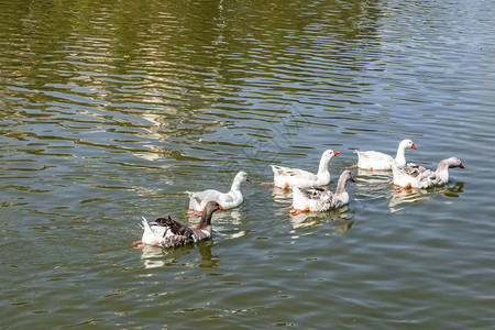鸭子漂浮在大自然的池塘里图片