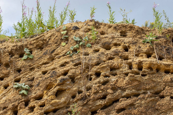 Apus迅速筑巢许多水貂鸟巢在垂直的沙滩上飞驰鸟巢就像在松散的泥土中挖出的洞穴雨燕生活在大图片