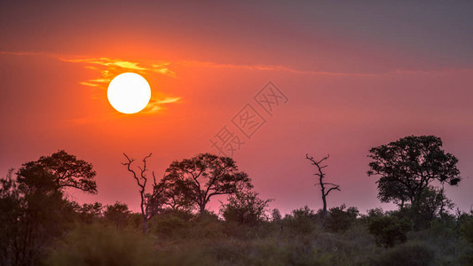 位于南非克鲁格公园Cruger的非洲日落时图片