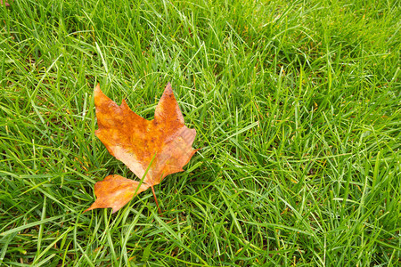 雨中鲜绿的草坪绿草上的秋叶图片