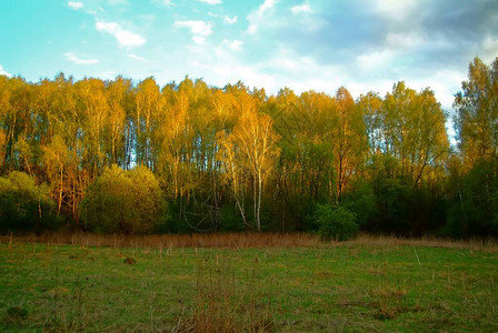 春天夕阳下的森林俄罗斯图片