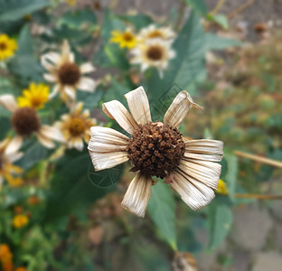 秋天花园里枯萎的花图片