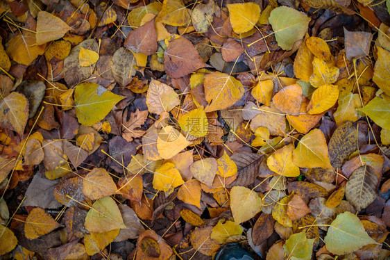 五颜六色的红色橙色或棕色秋天或秋天的叶子背景秋天的背景图片红图片