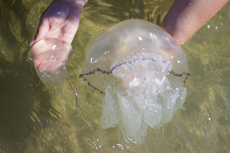 雌手中的Jellyfishmedusarhizostomeae图片