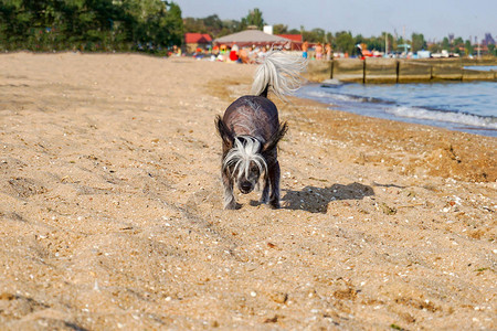一条小黑狗在海边的沙滩上奔跑图片