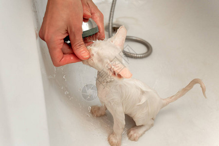 一个女人在水下浴缸里给一只白猫洗澡宠物图片
