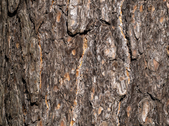 松树皮上闪亮的鳞片松树皮形成又脏臭的棕色背景木图片