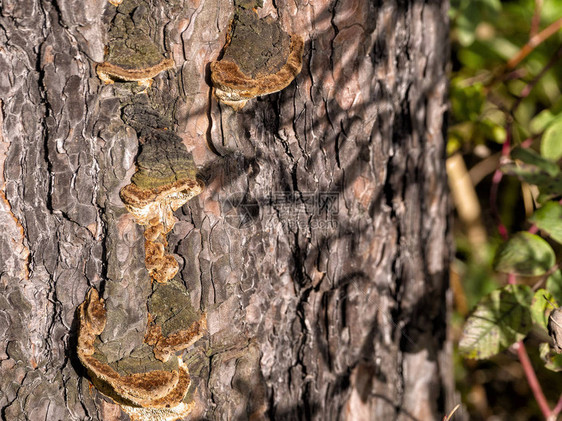 木蘑菇生长在松树皮粗糙的表面上植被的影子在松树干和树图片