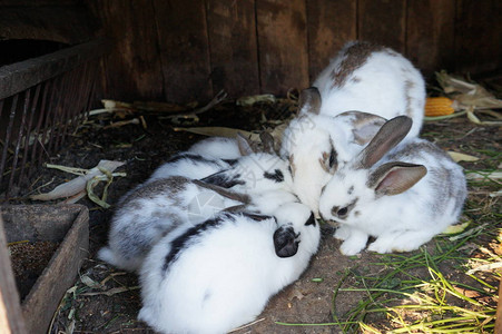 三只可爱的小兔子白色和灰色荷兰侏儒兔和白色和棕色圆图片