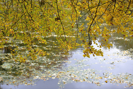 秋,落叶,水背景