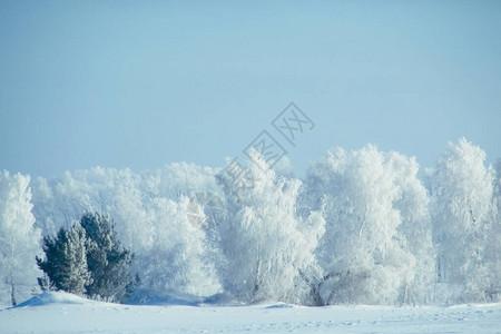 冬天雪森林背景观和寒冷的质与白雪皑的树木白色的冰景和蓝天圣诞霜冷冻圣诞节户外仙境全景风景如图片