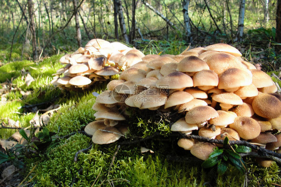 森林里的可食蜜真菌图片
