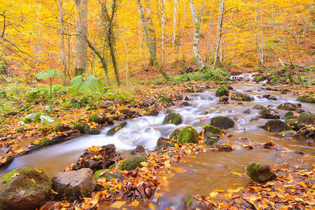 7个湖的秋天风景在土耳其的Yedigoll图片