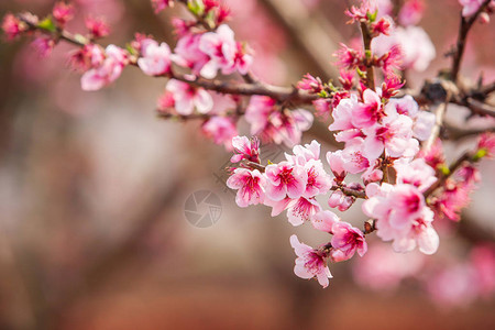 桃花樱盛开在树枝间图片