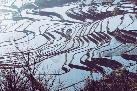 早晨的元阳梯田图片