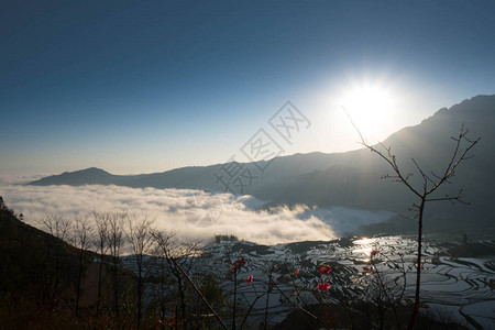 元阳的田阳光明图片