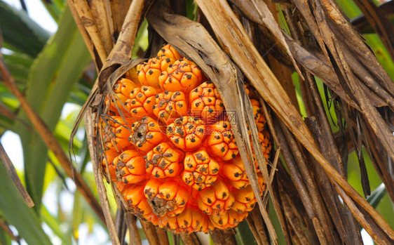 从斯里兰卡的棕榈树生长的不可食用的热带香兰果或香兰班兰树露兜树露兜树棕榈柑橘果实图片